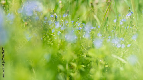Blurred background of green grass and blue forget-me-not