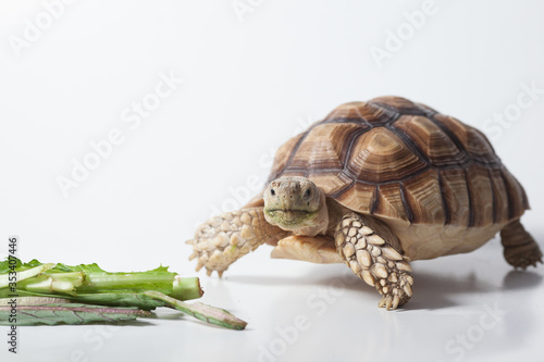 African species of spurred tortoise (Centrochelys sulcata) isolate on white background 