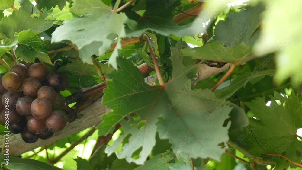 Bunches of Fresh Grapes Hanging from the vineyard Bunches of Fresh Grapes Hanging from the vineyard