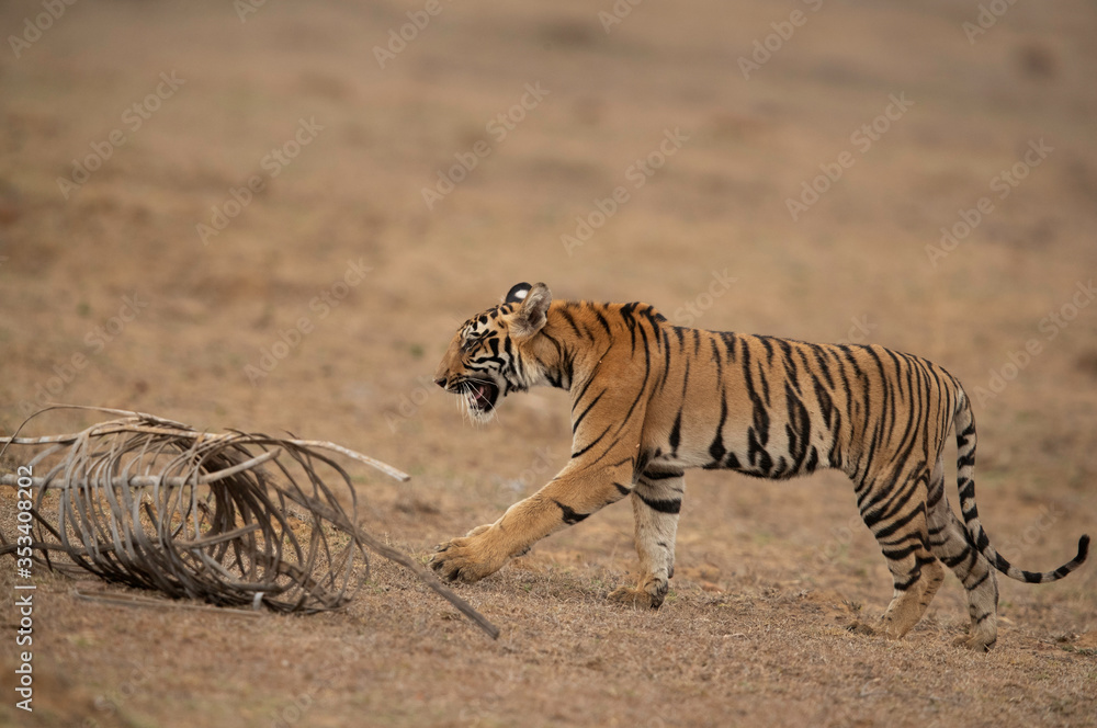 Fototapeta premium Tiger walking near a dmaged bamboo fence at Tadoba Andhari Tiger Reserve, India