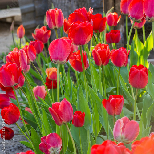 Group of colorful tulip. colorful background
