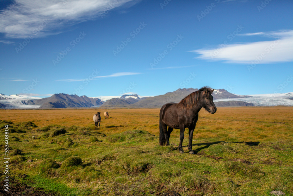 Icelandic horses. Portrait of Icelandic horses with long mane and forelock. Icelandic horse in the field of scenic nature landscape of Iceland. Pure Breed Icelandic horses. Portrait of Icelandic horses with long mane and forelock. Icelandic horse in the field of scenic nature landscape of Iceland. Pure Breed