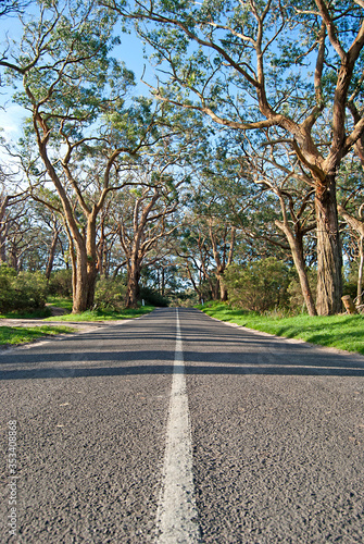 Countryside road with eucalyptus trees on sides