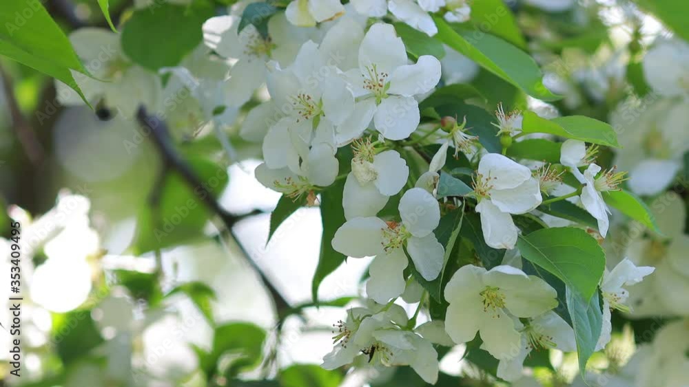 beautiful tree an Apple tree in flower on the green grass with the sun 4K beautiful tree an Apple tree in flower on the green grass with the sun 4K