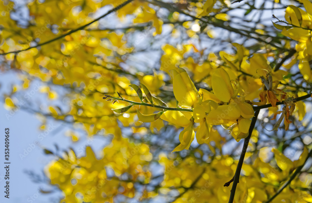 Gelbe Blüten des Pfriemenginsters