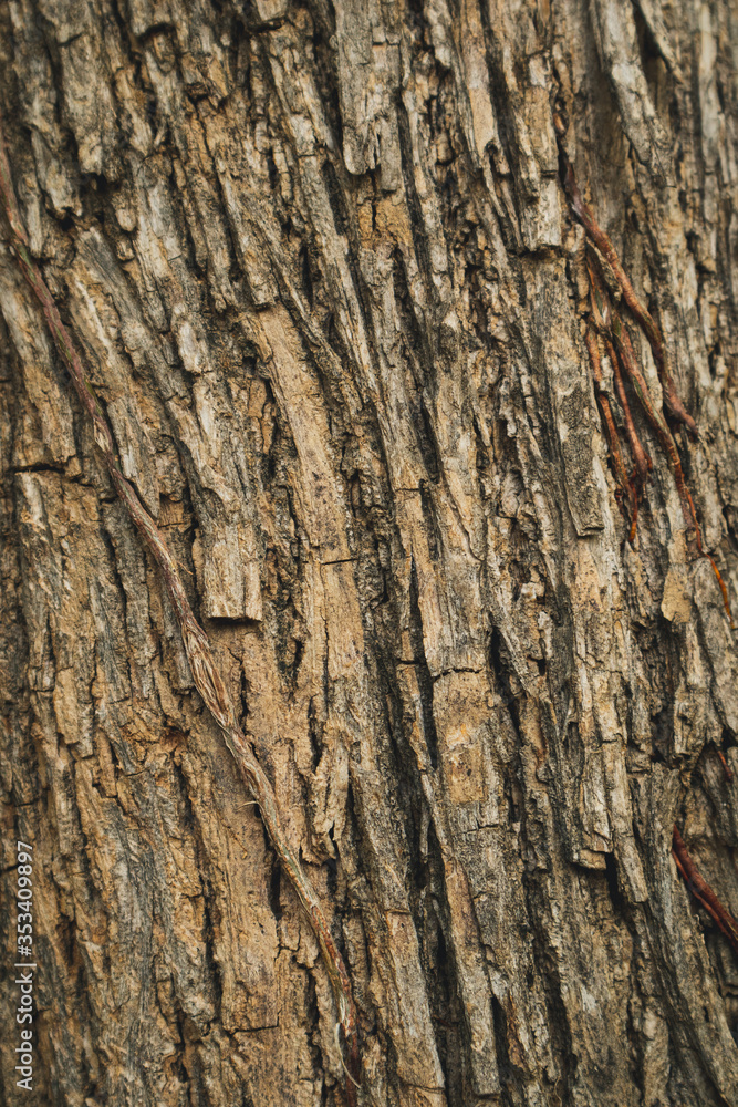 Close up the texture of the tree Beautiful hardwood bark In the rainforest of Thailand there is a vignette background concept. Close up the texture of the tree Beautiful hardwood bark In the rainforest of Thailand there is a vignette background concept.