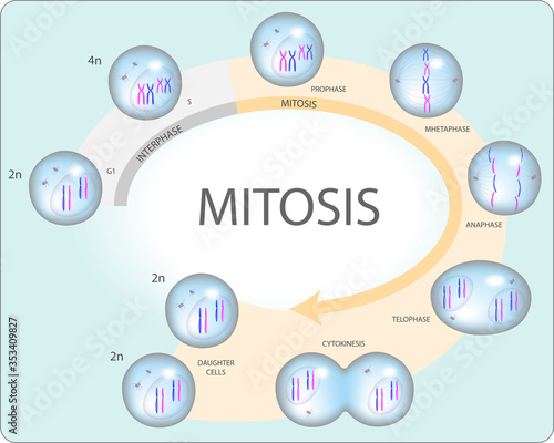 Fotografía Mitosis process in cells, interphase and cell division