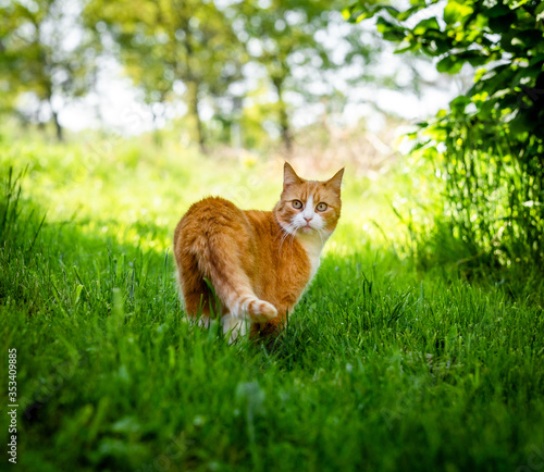 Beautiful orange cat looking at camera while walking on green grass