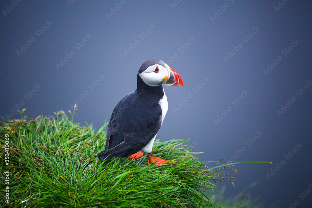 Fototapeta premium Atlantic Puffins on sea cliff. Fratercula arctica. Puffins on the rock in Iceland. Common Puffin. Faroe Island. Seabird in the auk family. Bird portrait on top of the cliffs the westfjords of Iceland