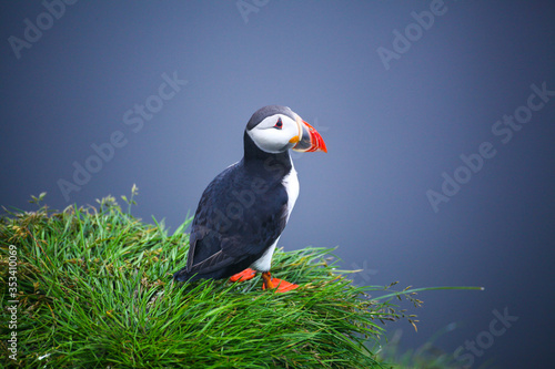 Atlantic Puffins  on sea cliff. Fratercula arctica. Puffins on the rock in Iceland. Common Puffin. Faroe Island. Seabird in the auk family. Bird portrait on top of the cliffs the westfjords of Iceland