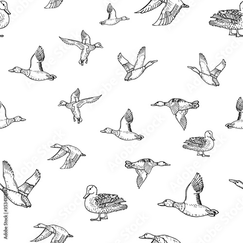 Mallard duck vector sketch