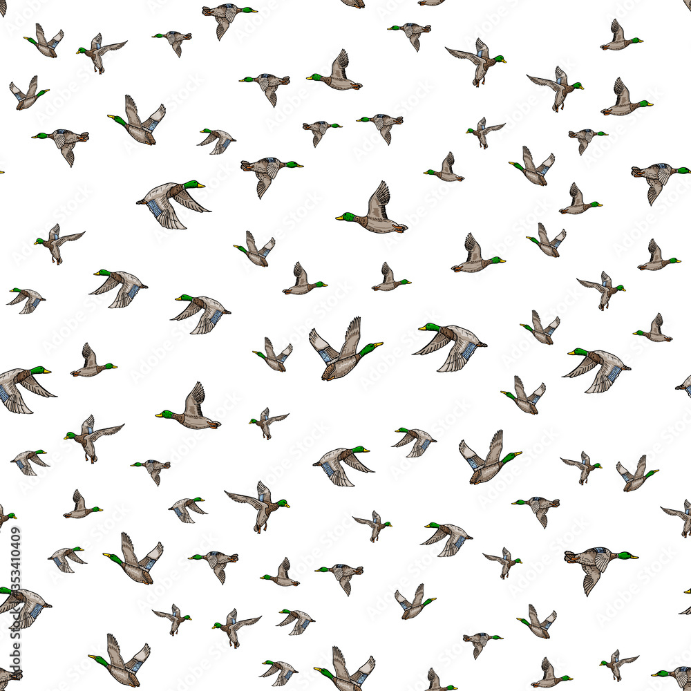 Mallard duck vector sketch Mallard duck vector sketch