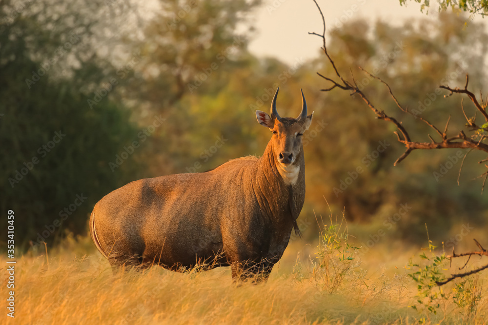 Obraz premium an adult Blue bull largest antelope in India also called Nilgai standing in the grassland in forest of Rajasthan India