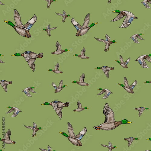 Mallard duck vector sketch