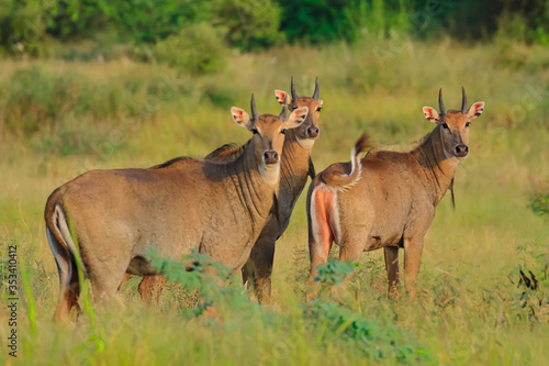 Selective focus photo of a group of Blue bulls also called Nilgai the largest antelope found in Indian subcontinent standing and wagging their tail at Rajasthan India