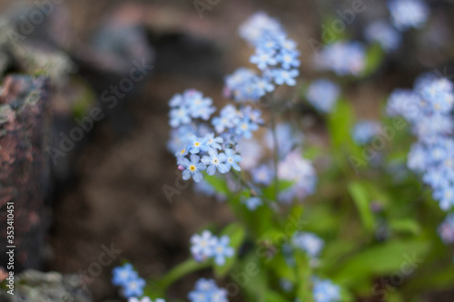Lots of blue forget-me-nots, blurry background