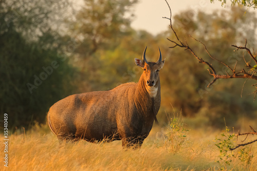 an adult Blue bull largest antelope in India  also called Nilgai standing in the grassland in forest of Rajasthan India  photo