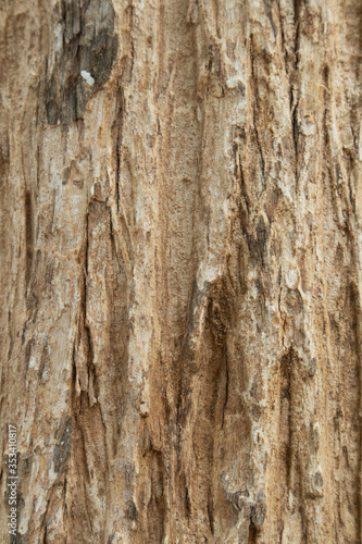 Close up the texture of the tree Beautiful hardwood bark In the rainforest of Thailand there is a vignette background concept.