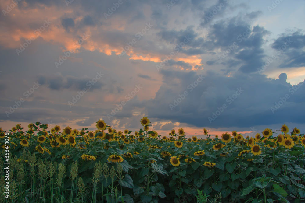 Blooming sunflowers against the background of evening clouds