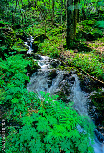 Torrent d eau au printemps dans les montagnes vosgiennes en France