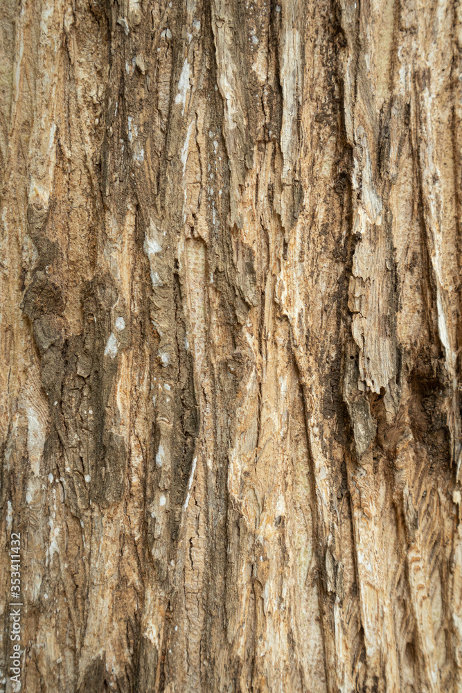 Close up the texture of the tree Beautiful hardwood bark In the rainforest of Thailand there is a vignette background concept. Close up the texture of the tree Beautiful hardwood bark In the rainforest of Thailand there is a vignette background concept.