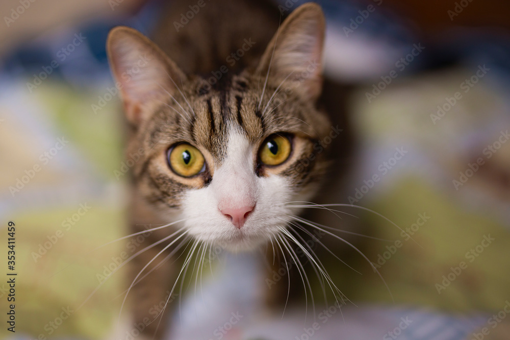 Close-up portrait of domestic cat at home, indoor. Homeless cat. Animal shelter.