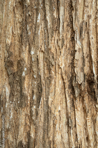 Close up the texture of the tree Beautiful hardwood bark In the rainforest of Thailand there is a vignette background concept.