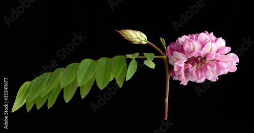 flowering branch Robinia neomexicana with pink inflorescence photo