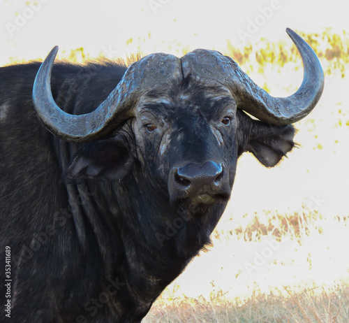 Gran búfalo mirando fijamente