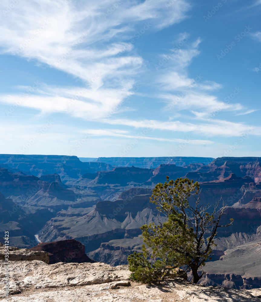 Vertical landscape with small juniper in the forground and the Grand Canyon in the background.