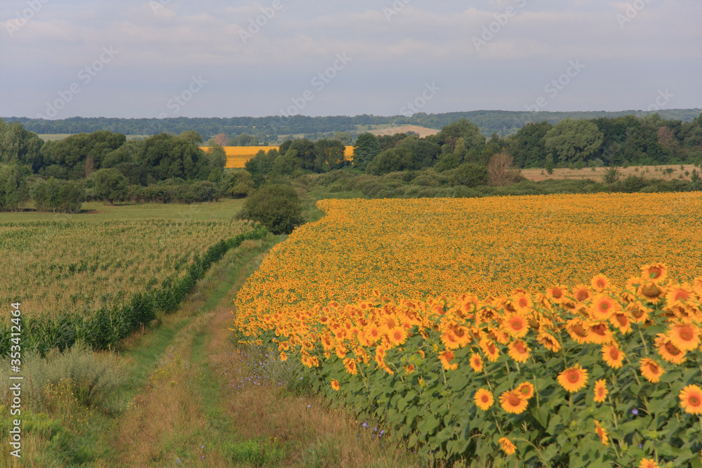 Summer landscape with fields of blooming sunflowers in sunlight