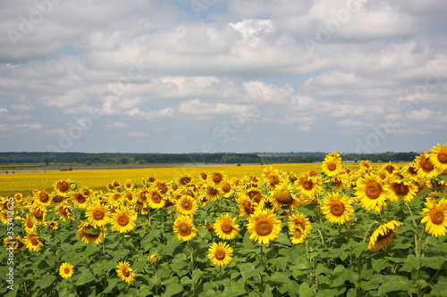 Blooming sunflowers against a cloudy sky