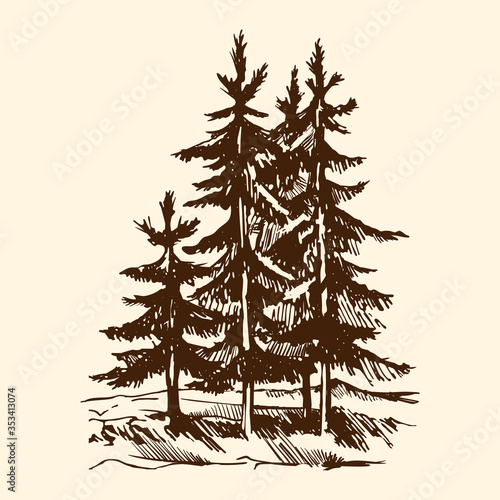 Hand-drawn vector sketch of a pine tree group. The conifer tree isolated on a beige background.