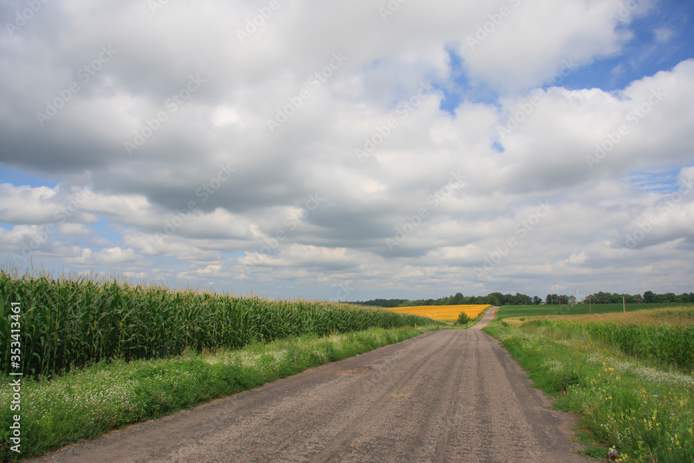 Rural road in summer