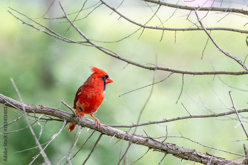 Male cardinal perched on branch among other branches with blurred green background Male cardinal perched on branch among other branches with blurred green background