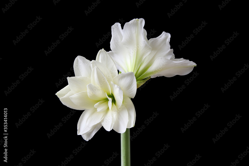 Fototapeta premium Beauty white Barbados lily flower isolated on black background