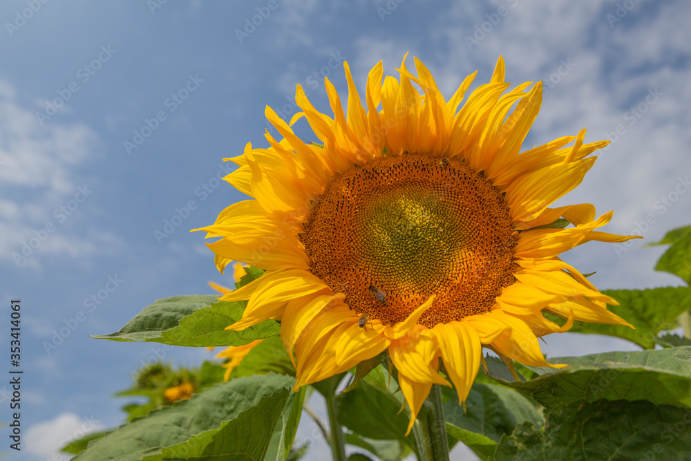 Blooming sunflower against the sky, close-up
Blooming sunflower against the sky, close-up