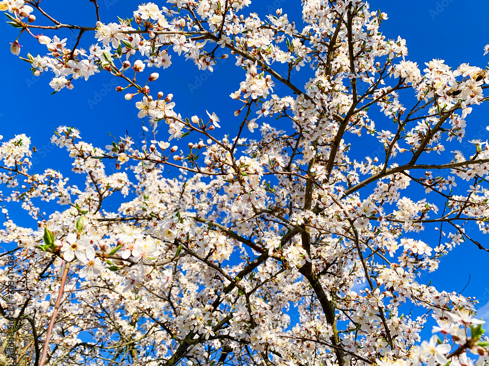 Blooming white flowers fruit trees on background of blue sky. Blooming white flowers fruit trees on background of blue sky.