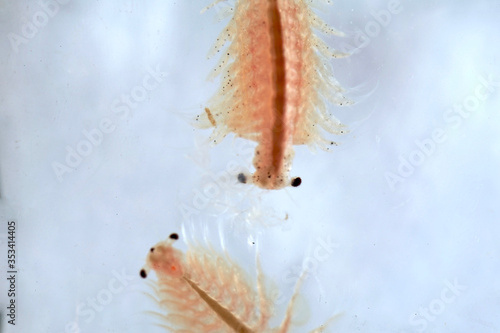 Super macro close up of Artemia salina a 100 million old species of brine shrimp, aquatic crustaceans. photo