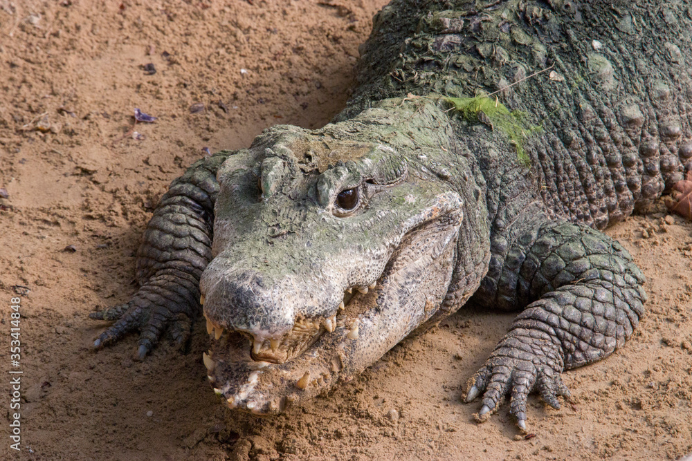 Fototapeta premium A dwarf crocodile open mouth April 6 2019 It is an African crocodile that is also the smallest extant crocodile species. Sampling has identified three genetically distinct populations. 