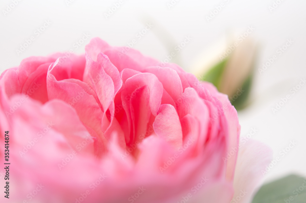 ピンクのバラ つぼみ 白背景