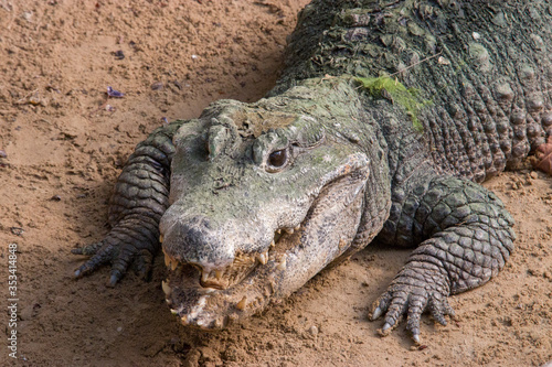 A dwarf crocodile open mouth April 6 2019
It is an African crocodile that is also the smallest extant crocodile species. Sampling has identified three genetically distinct populations. 