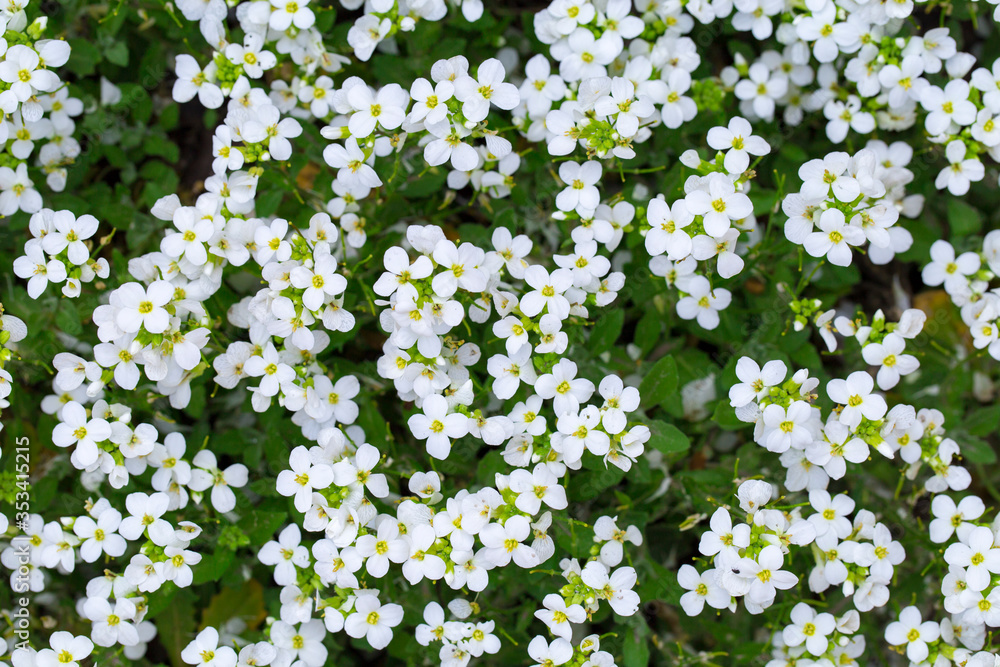 A lot of white flowers on a background of green leaves A lot of white flowers on a background of green leaves