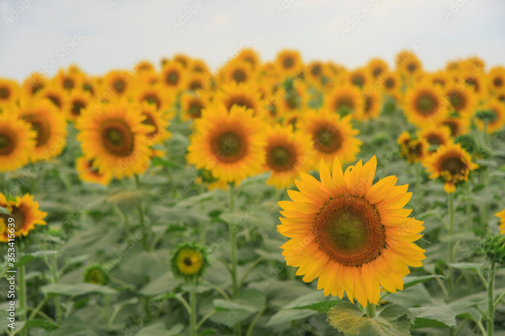 Blooming sunflowers against the sky Blooming sunflowers against the sky