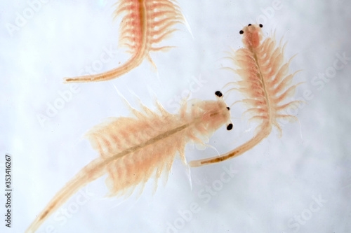 Super macro close up of Artemia salina a 100 million old species of brine shrimp, aquatic crustaceans.