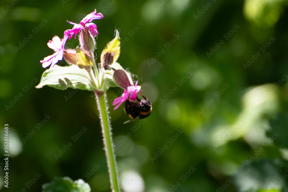 Bee hanging off a flower upside-down collecting pollen Bee hanging off a flower upside-down collecting pollen