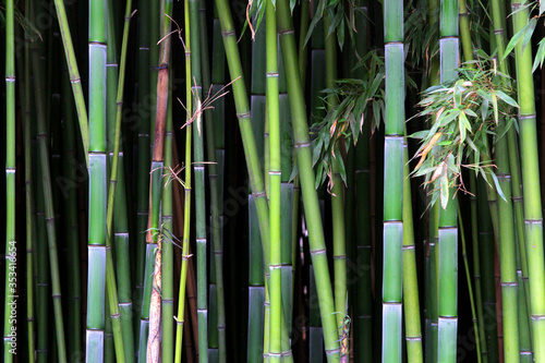 Green bamboo stems in a grove in a park