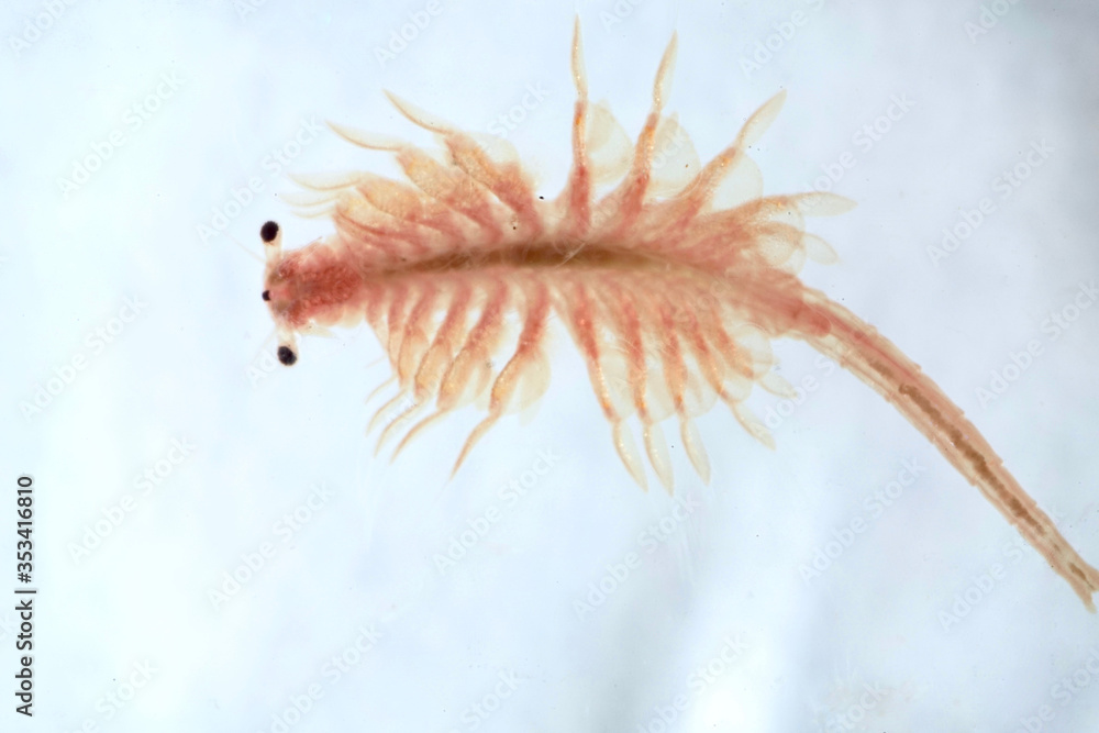 Super macro close up of Artemia salina a 100 million old species of brine shrimp, aquatic crustaceans. Super macro close up of Artemia salina a 100 million old species of brine shrimp, aquatic crustaceans.