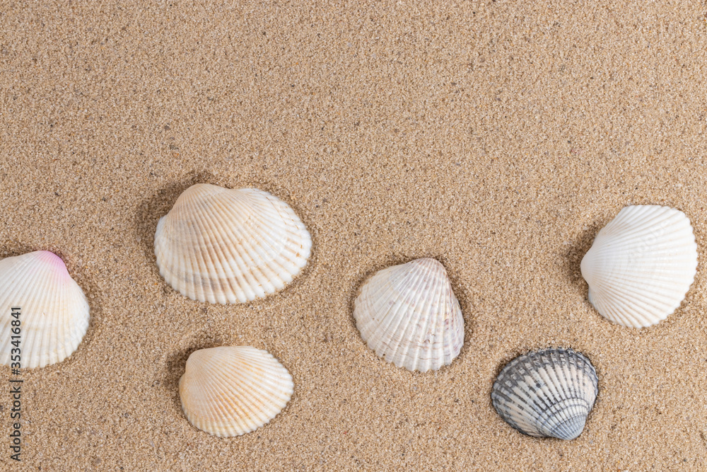 Seashells on sand. Summer beach background. Top view with copy space Seashells on sand. Summer beach background. Top view with copy space