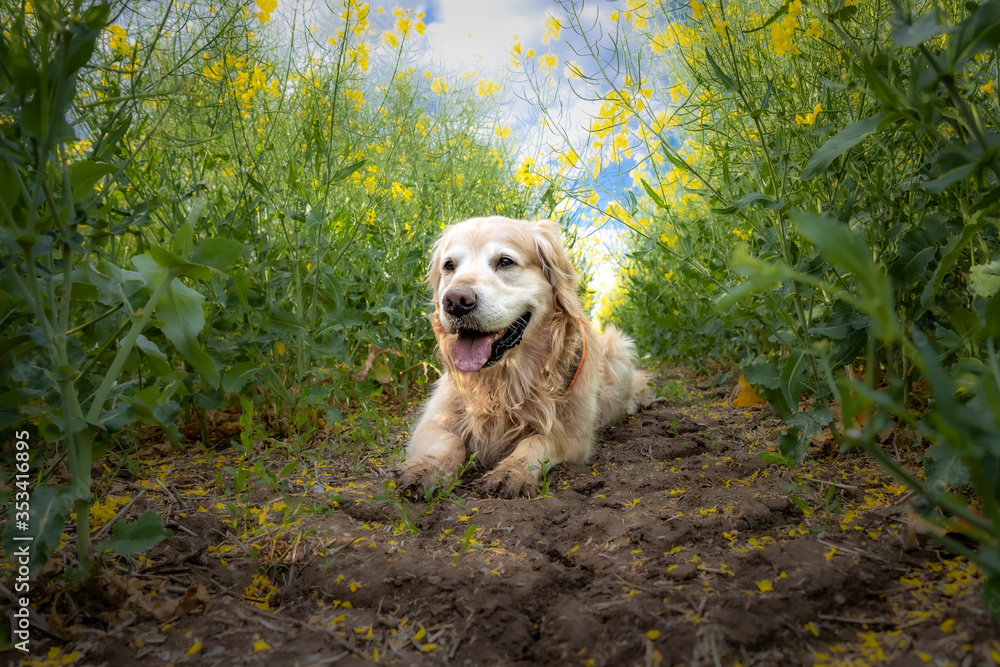 Golden Retriever im Rapsfeld Golden Retriever im Rapsfeld